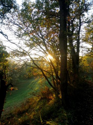 a view of the sun shining through the trees at That's amore - l'incanto della valle 