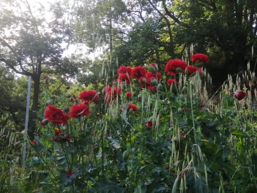 a group of red flowers in a garden at That's amore - l'incanto della valle 
