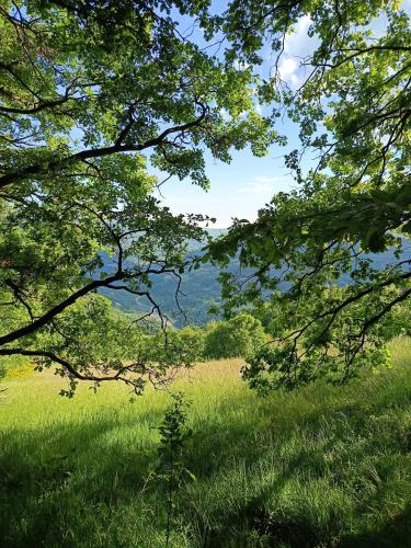a field of green grass with trees in the background at That's amore - l'incanto della valle 