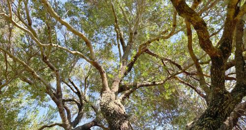 a tall tree with many branches and green leaves at Immersi Nella Natura, Vicino al Mare, Domo Sape in Porto Pollo