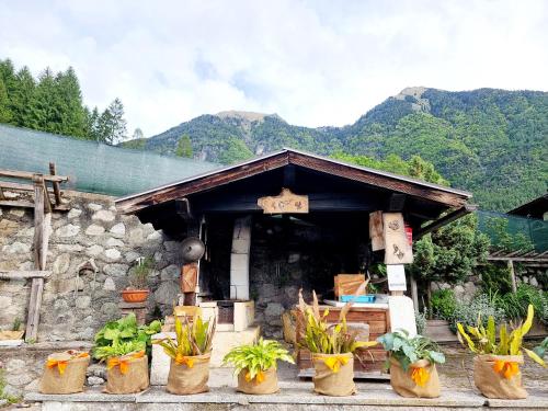 a group of potted plants in front of a building at Appartamento Adamello 14 in Pinzolo