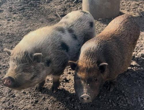 two pigs standing on the ground in the dirt at Hohenwarte in Højer
