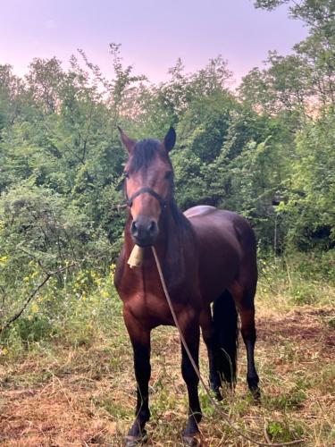 Photo de la galerie de l'établissement camping and horseback riding Parci, à Podgorica
