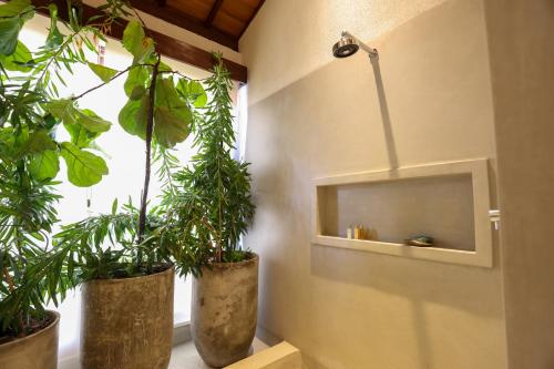 two potted plants in a room with a window at Casa dos Corais Patacho in Pôrto de Pedras