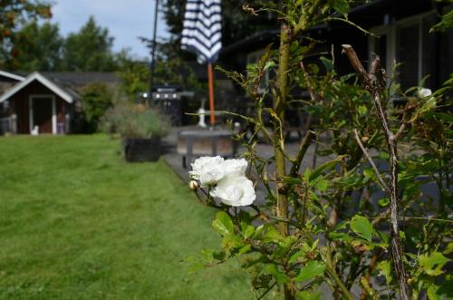 a white rose on a bush in a yard at Holiday Home With Large Garden Near Jægerspris in Kyndby