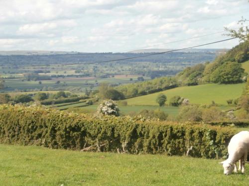 two sheep grazing in a field next to a hedge at Highfield in Hay-on-Wye
