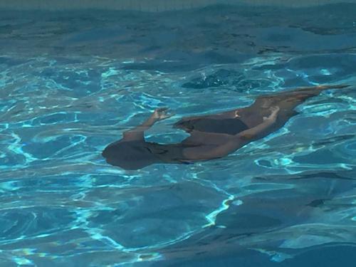 a woman swimming in a pool of water at Malika Apartments in Westpunt