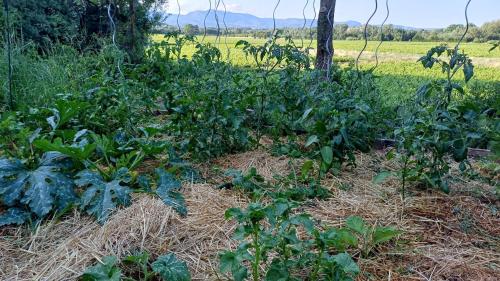 Photo de la galerie de l'établissement Sud de France, lieu calme & nature, à Brignac