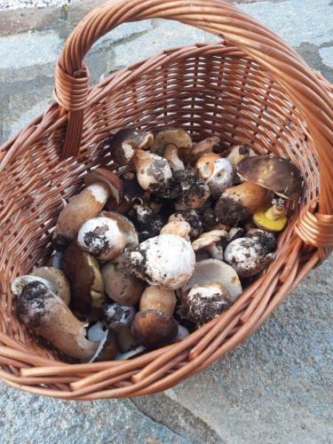 a basket full of mushrooms on the ground at Garden Relax in Volterra