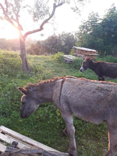 two horses standing in a field of grass at Garden Relax in Volterra
