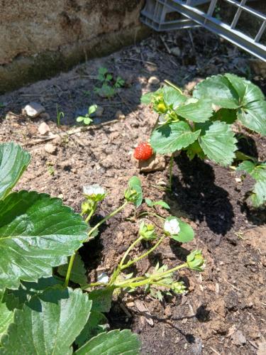 a plant with a red strawberry in a garden at Garden Relax in Volterra