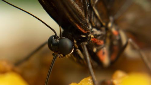 a butterfly is standing on a piece of fruit at Shandia Lodge in Tena