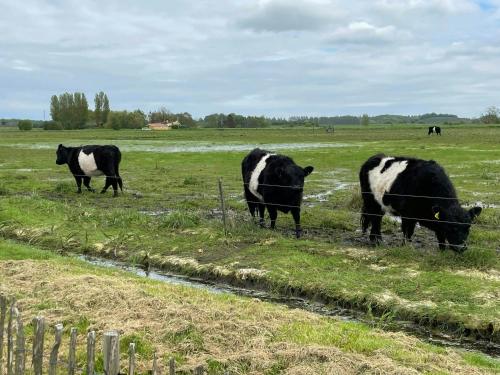 three cows grazing in a field behind a fence at Charming Summer House Near Dalbybugten in Mesinge