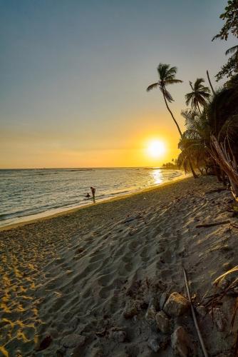 a person walking on a beach with a palm tree at Caribbean Nature Sourrounded Refuge Apartment in Juan Dolio