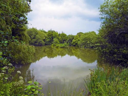 a view of a pond with trees and bushes at Primrose Lodge - Uk13447 in Halwill