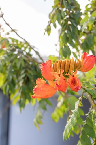 a bunch of orange flowers hanging from a tree at Wonderland Suites and Resort in Sihanoukville