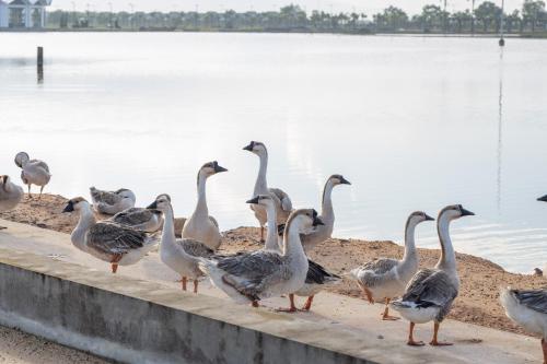 a group of geese standing next to a body of water at Wonderland Suites and Resort in Sihanoukville