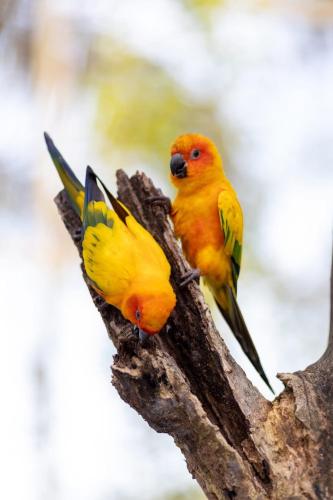 two birds are sitting on a tree branch at Wonderland Suites and Resort in Sihanoukville