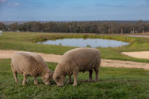 two sheep grazing in a field of grass at Banjos Cabin Gippsland - Luxury Eco Stay - King Bed, Pond Valley Views, Fireplace in Seaton