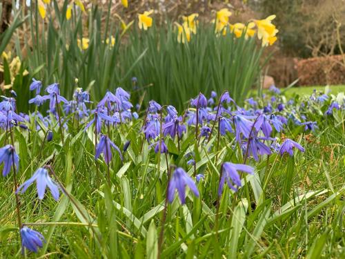 a bunch of purple flowers in the grass at Historic Gamekeepers House At Tranekær Castle in Tranekær