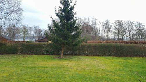 a pine tree in a yard with a field at Holiday Home Idyll By Roskilde Fjord in Kirke-Hyllinge