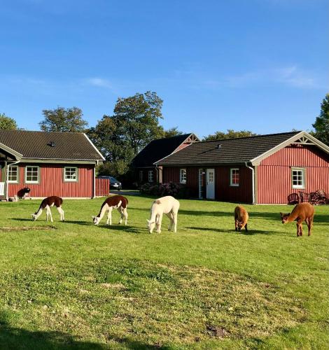 a group of horses grazing in a field at Enchanting Holiday Home With Alpacas In Lundeborg in Lundeborg
