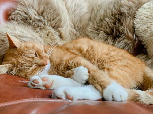 an orange and white cat sleeping on a couch at Restored Quarry House Near Nobel Laureate Home in Lönsboda