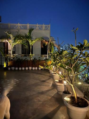 a row of potted trees inront of a building at Shiv Sadan in Jaipur