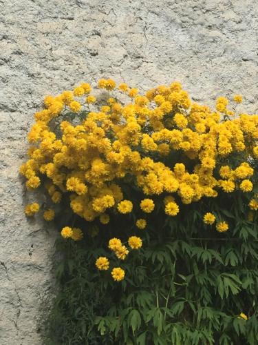 a bunch of yellow flowers on the side of a wall at Guesthouse LALI GULEDANI in Tsvirmi