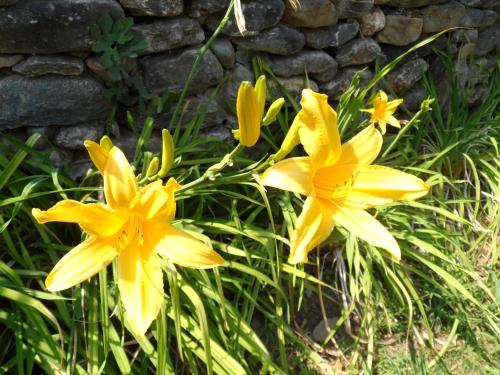 two yellow flowers in front of a stone wall at Residence de tourisme Le clos des Vendanges in Moriani Plage