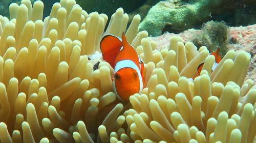 two clown fish swimming in an ocean coral at Chindonan Dive and Beach Resort in Coron