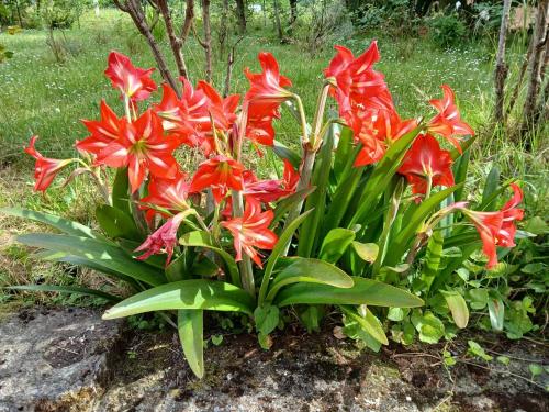 a bunch of red flowers on a rock at La Torretta in Beverino