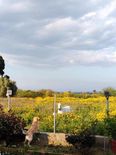 a dog standing in front of a field of flowers at ISSA Thermi in Loutrópolis Thermís