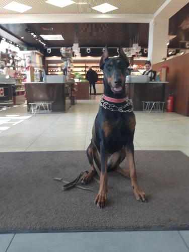 a black dog sitting on a rug in a store at Очень уютная, тихая, єко комната с видом на сад in Vinnytsya
