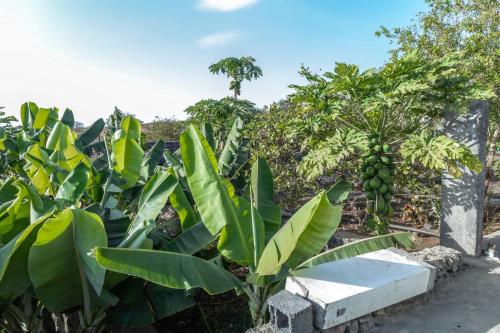 a bunch of banana trees in a field at Hotel Pousada Venus in São Filipe