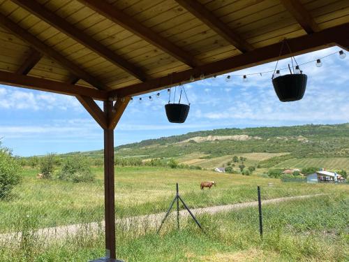 a view of a cow in a field with two hanging baskets at Tiny Shelter in Valea Fanatelor, Cluj Napoca in Cluj-Napoca