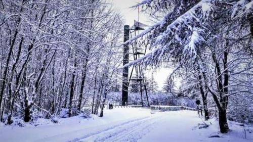 a snow covered road with trees and a pole at Hôtel de la Poste in Gedinne