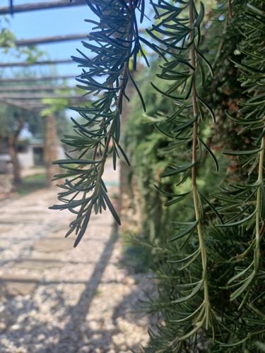 a branch of a tree with green leaves at Dimora Acqua del Fico in Castellabate