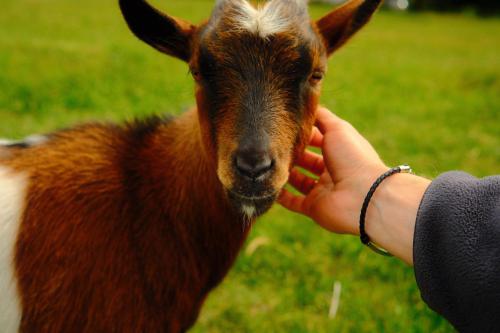 a person is petting a brown baby goat at Smocze Ranczo 2 in Ośno Lubuskie