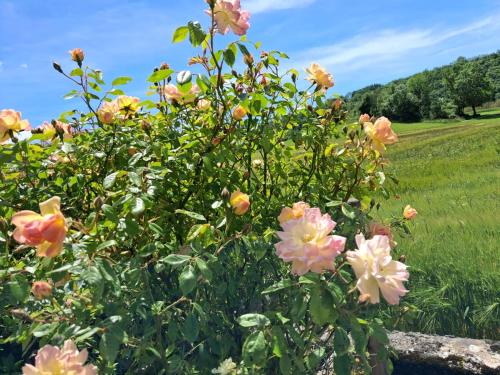 a bush with pink flowers in a field at Les violettes du Bugey in Marchamp