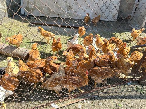 a group of chickens in a cage at Guest House Chkalovka Garden in Sevan