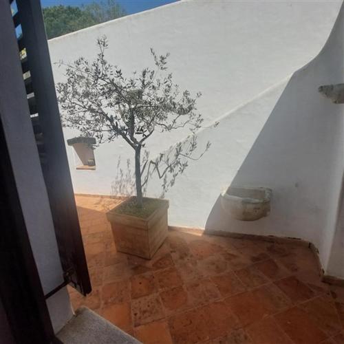 a small tree in a room with a wall at Apartment Arte by in Pješčana Uvala 