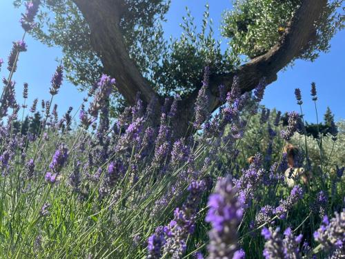 Fotografie z fotogalerie ubytování Mas de Nonin St Rémy de Provence v destinaci Noves