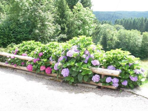 a garden of flowers on a wooden fence at Gîte La Chapelle Pleine Nature, Animaux Bienvenus - FR-1-583-420 in La Rosière