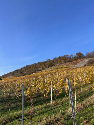 a vineyard with yellow flowers in a field at Alte Rose Gasthaus in Ebelsbach