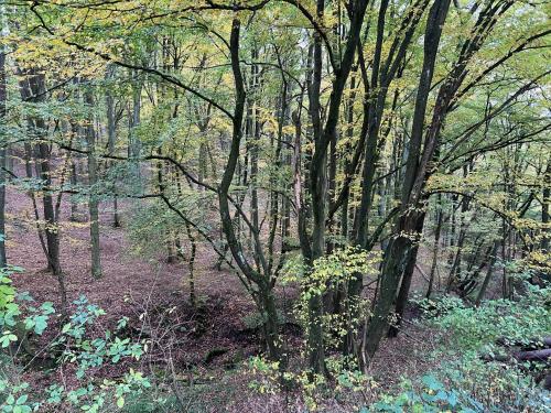 a wooded area with many trees and plants at Alte Rose Gasthaus in Ebelsbach