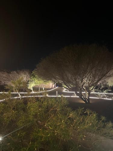 a tree on the side of a road at night at The Green Haven in Ras al Khaimah