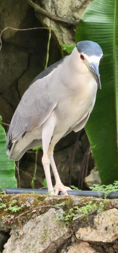 a bird standing on top of a rock at Pousada Onda de Mar in Angra dos Reis