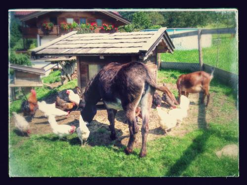 a goat standing in a field with chickens and a horse at Appartements Grünholz in Itter