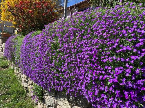 a row of purple flowers on a stone wall at Tra Fiori e Antichità in Cerchiara